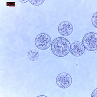 Qualité  Agrose Magnetic Beads Protein Purification 30 μm 10% Volume Ratio 100 mL Usine