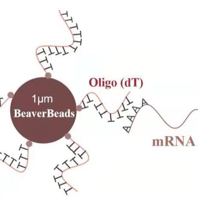 Qualité  5 mL 1 μm Magnetic Beads Dna Library Construction Kit Oligo dT Bind mRNA Poly A Usine