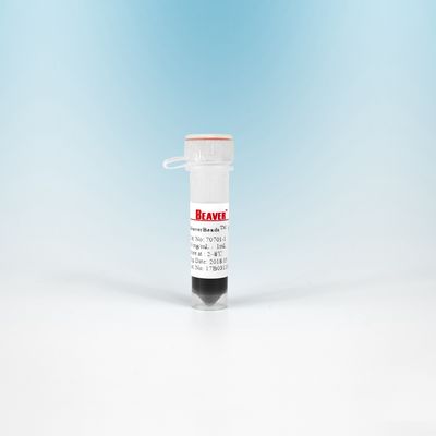 Perles magnétiques NHS 300 nanomètre de 10 ml BeaverBeads pour l'isolement de cellules avec une sensibilité plus élevée