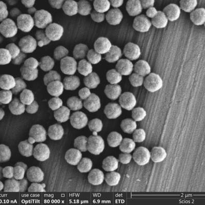 100 ml Streptavidin 300 nanomètre combinent la sonde acide nucléique biologique dans l'hybridation pour rapidement