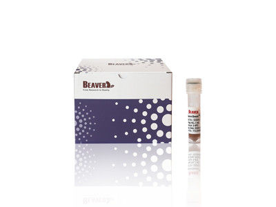 100mL BeaverBeads IDA-Co avec un débit élevé et un faible coût 30-150um 10% de concentration