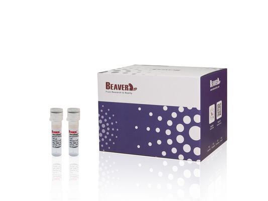 Kit d'acide nucléique BeaverBeadsTM Réactif de purification PCR pour récupérer l'ADN et éliminer les impuretés des produits PCR