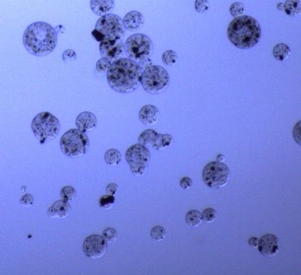 perles magnétiques d'agarose de 5 ml pour la purification 30 de protéine - 150 rapport de volume du μm 20%