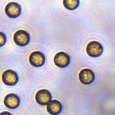 Streptavidin de 5μm SA Magbeads pour la capture de sonde 10 mg/ml 1 ml
