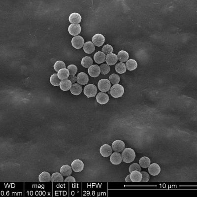 SA Streptavidin a encapsulé les perles magnétiques 300nm pour la capture de sonde 10 mg/ml 100 ml