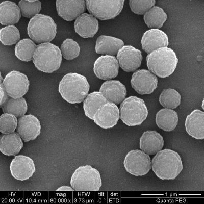 2μm Streptavidin ont enduit les perles magnétiques pour la chimiluminescence 100 ml