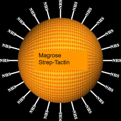 Μm de MagbeadsⅡ 30-150 de purification de protéine de Streptocoque-étiquette d'agarose, rapport de volume de 10%, 50 ml