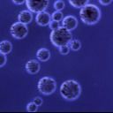 Perles magnétiques de la protéine A d'Agrose pour le rapport de volume de la purification 10% de protéine 500 ml