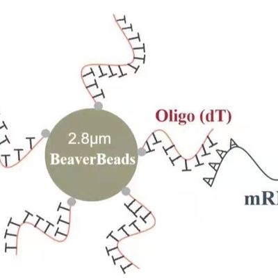 les perles magnétiques Oligo de décollement de μm de 2 ml 2,8 capturent l'ADN messagère de haute qualité