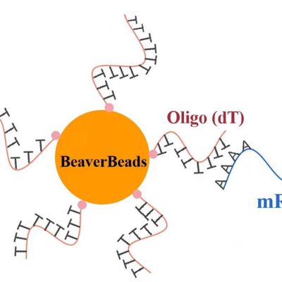 perles magnétiques Oligo de décollement du μm 1mL 2,8 pour le kit de construction de bibliothèque d'ADN FDA